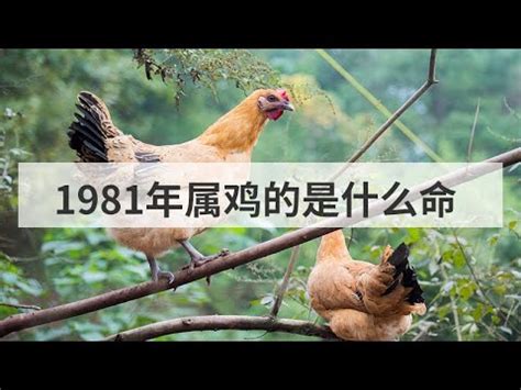 1981屬什麼|1981年屬雞的是什么命五行 早年艱辛晚年富貴